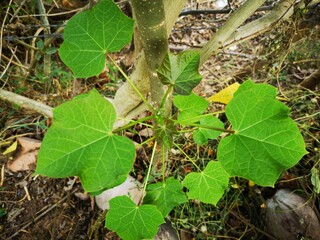 Fototapeta premium Green leaves