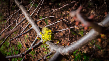 frontal image of a green grasshopper sitting on a brown branch with buds