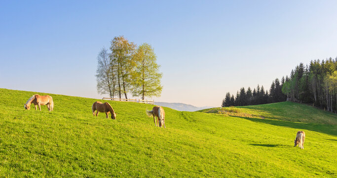 Four Haflinger Ponys grazing on a green field. Bavaria, Germany