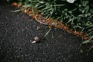 snail on a road in a rainy day
