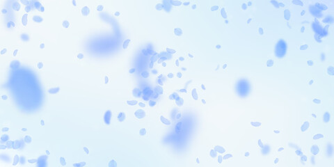 Dark blue flower petals falling down. Gorgeous rom