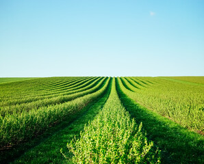 Idyllic Row of blackberry bushes on a summer farm in sunny day.