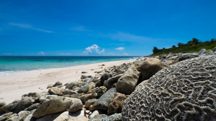 close up of a dead petrified brain coral (Diploria clivosa) in front of stony white beach at the...