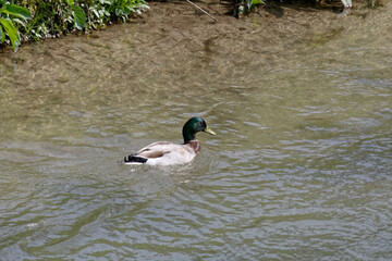 Canard Colvert en nage sur la rivière - France