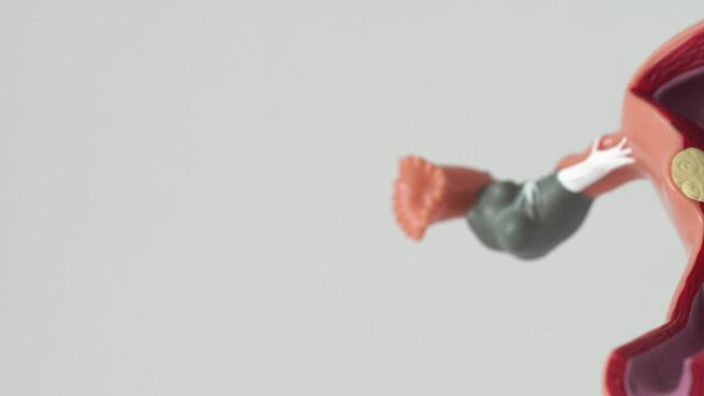 Mock female reproductive system on a white background, isolate. Fallopian tubes and ovaries, close-up