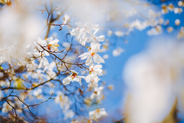 Gorgeous lush magnolia flowers in sunlight against blue sky.