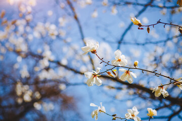 Gorgeous lush magnolia flowers in sunlight against blue sky.
