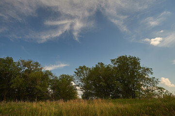 Obraz premium A group of people in a field