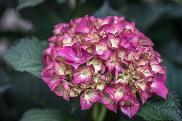 Fototapeta premium Close-up of beautiful pink hydrangea blossom on green background