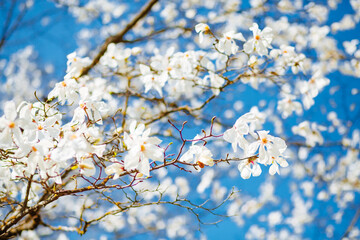 Gorgeous lush magnolia flowers in sunlight against blue sky.