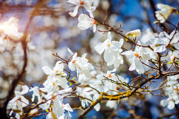 Gorgeous lush magnolia flowers in sunlight against blue sky.
