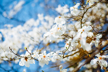 Gorgeous lush magnolia flowers in sunlight against blue sky.