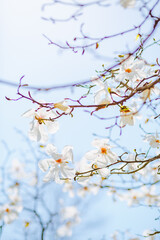 Gorgeous lush magnolia flowers in sunlight against blue sky.