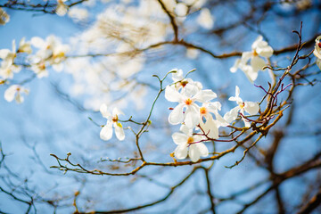 Gorgeous lush magnolia flowers in sunlight against blue sky.