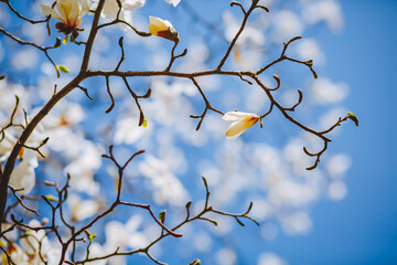 Gorgeous lush magnolia flowers in sunlight against blue sky.