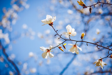 Gorgeous lush magnolia flowers in sunlight against blue sky.