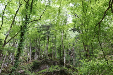日本の山奥の景色