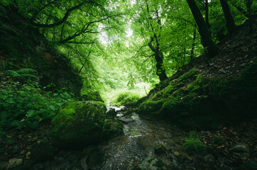 Obraz premium forest stream with fresh water, spring in lush green forest nature landscape