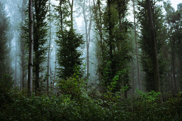 lush vegetation in woods, rainy weather in dense forest