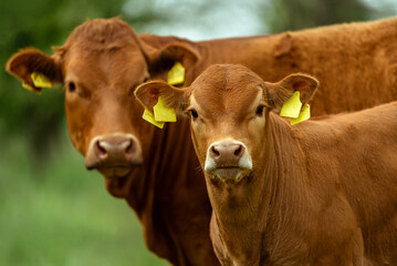 Hornless red cows in the pasture