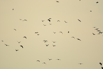 Flock of birds in the evening of the day
