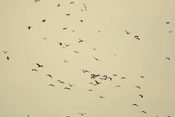 Flock of birds in the evening of the day
