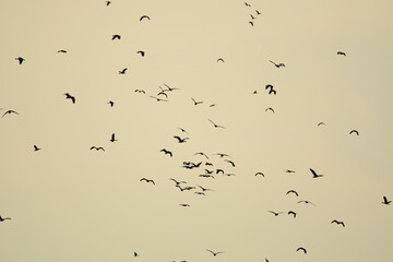 Flock of birds in the evening of the day
