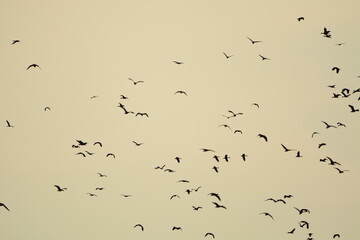 Flock of birds in the evening of the day
