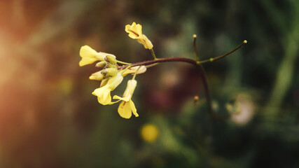 Beautiful yellow flowers in soft focus. the sun is shining