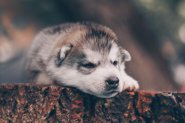 One Little cute puppy of Siberian husky dog outdoors