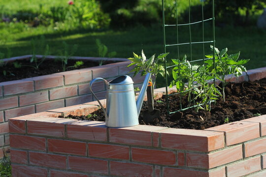 A modern vegetable garden with raised briks beds with growing tomto