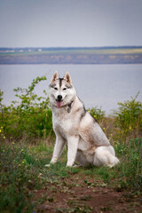 Siberian husky dog. Bright green trees and grass are on the background. Husky is sitting on the grass. Portrait of a Siberian husky close up. Dog in the nature. Walk with a husky dog.
