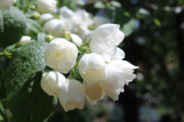 Beautiful white blooms of Philadelphus 'Virginal', the double flowered Mock orange plant. In close...
