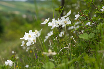Na murawach kserotermalnych wiosną zakwita Zawilec wielkokwiatowy (Anemone sylvestris L.) – gatunek rośliny należący do rodziny jaskrowatych.