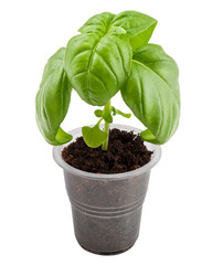 basil, isolated on white background, clipping path, full depth of field