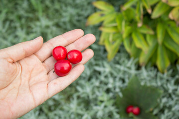 In a woman's hand, red berries on a background of summer greenery. Country house.