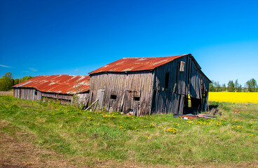 Obraz premium Old broken down barn with flowering canola field in background, Sweden