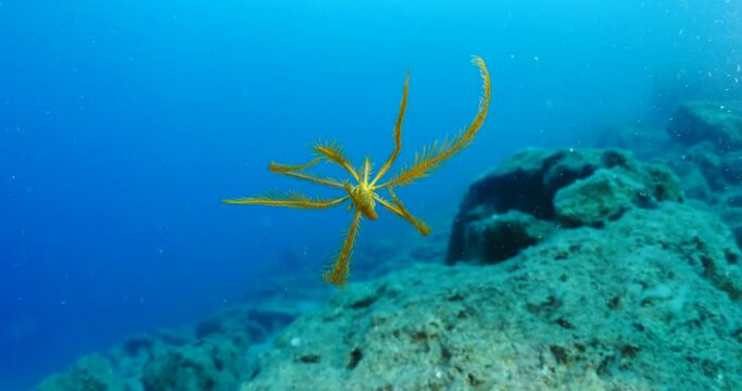 feather star moving underwater swimming and traveling antedon mediterranea