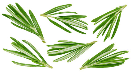 rosemary isolated on white background, clipping path, full depth of field