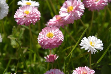 Obraz premium Pink daisies Blossoming in The Springtime