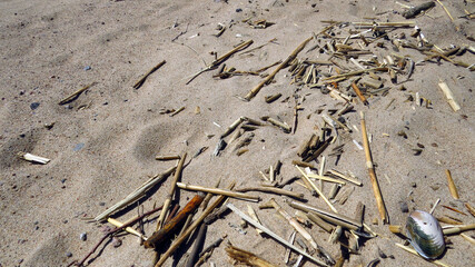 Wild beach