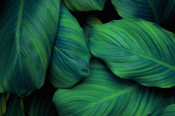 Obraz premium leaves of Spathiphyllum cannifolium, abstract green texture, nature background, tropical leaf
