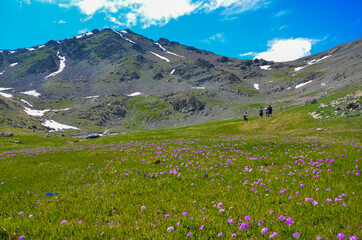 Fototapeta premium Bergfrühling im Kackar Gebirge Rize-Türkei