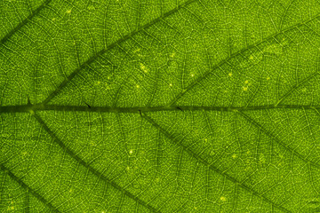 Fototapeta na wymiar Structure and texture of a leaf with veins. Green pattern.