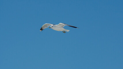 seagull is flying on the blue sky. clearly see the wings, feather, legs, eyes and body. seagull flies look elegant and some can fly in extraordinary way. 