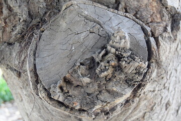 Selective focus of Old natural wooden shabby background close up, Bark background, Bark pattern of the large trunk tree in the national park.