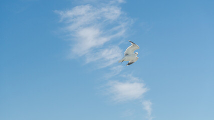 seagull is flying on the blue sky. clearly see the wings, feather, legs, eyes and body. seagull flies look elegant and some can fly in extraordinary way. 