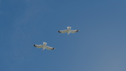 a couple of seagull is flying together on the blue sky. clearly see the wings, feather, legs, eyes and body. seagull flies look elegant.