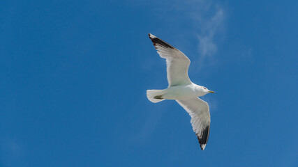 seagull is flying on the blue sky. clearly see the wings, feather, legs, eyes and body. seagull flies look elegant and some can fly in extraordinary way. 