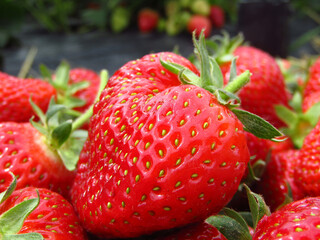 Freshly picked appetizing strawberries. Fragaria macro details. Close-up.